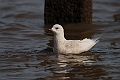 Iceland gull